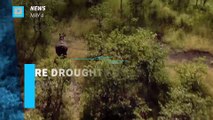 Severe drought forces Zimbabwe to sell off wildlife