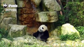 Pandamonium: 2016 bear-y best panda moments!