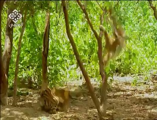 Столкновение Тигра с Обезьяной в реальной жизни, прямо как в Бацзы