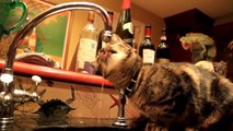 Funny Cats Drinking From Water Taps 2016