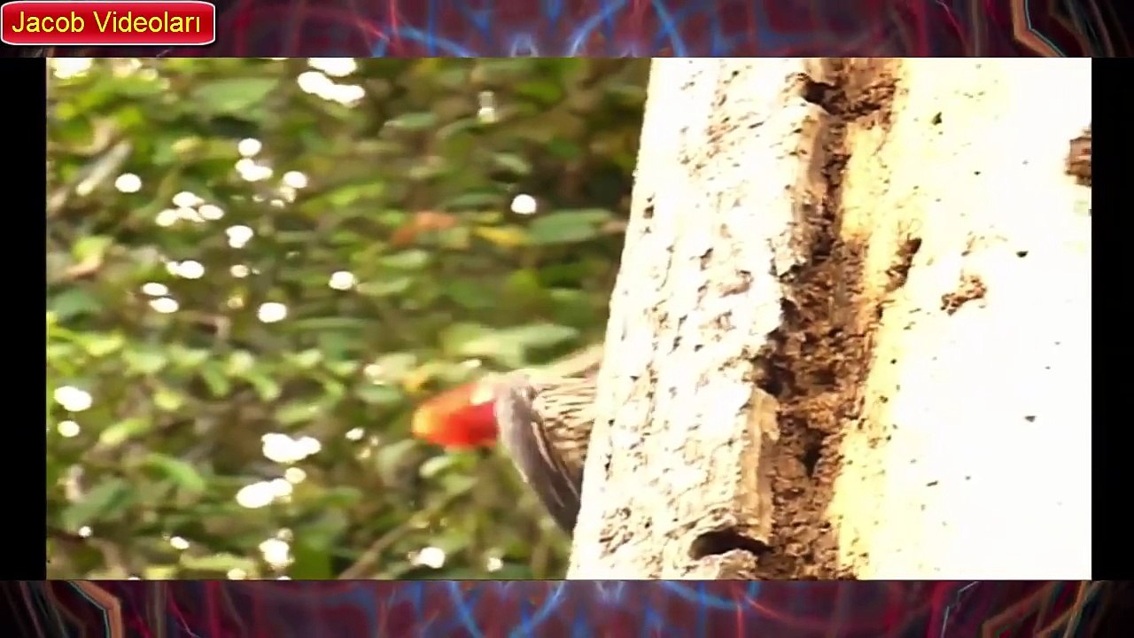 ANGRY BIRD Attacks Tiger, Snake, Lizard, Man ► Amazing animal attack ► Craziest Animal Fights