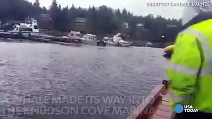 Giant whale pops up in tiny marina for a snack