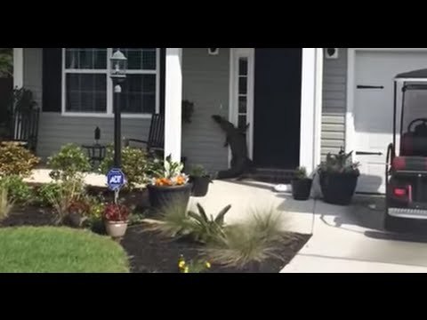 Curious Alligator Tries to Ring Doorbell at South Carolina Home