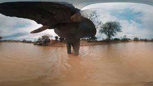 Elephants on the Brink (360 Video)