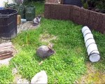 Des lapins ravis de leur sorties au jardin
