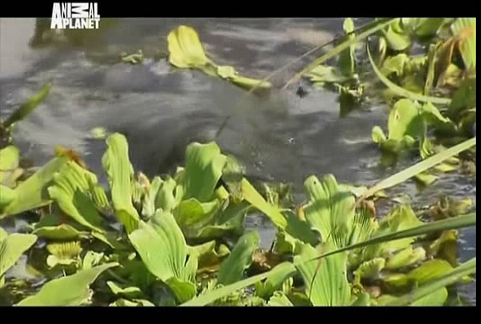 ⁣Animal Cops Miami   Manatee Rescue