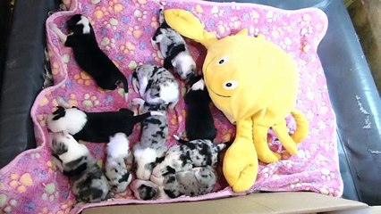 Mafalda's - Ncto. Cachorros Agata & Sky Mayo 20161