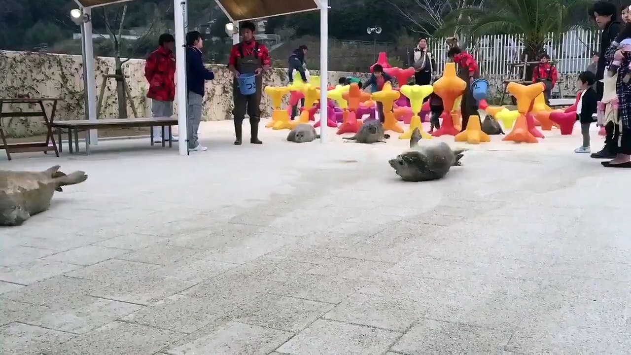 Des phoques rejoignent leur bassin