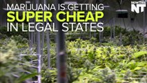 Legalization Efforts Are Making Weed Super-Cheap