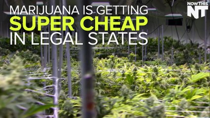 Legalization Efforts Are Making Weed Super-Cheap