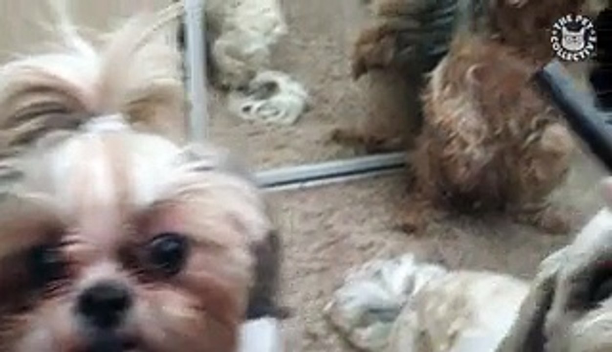 Sorry Not Sorry Pets Video Compilation 2016