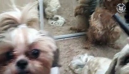 Sorry Not Sorry Pets Video Compilation 2016