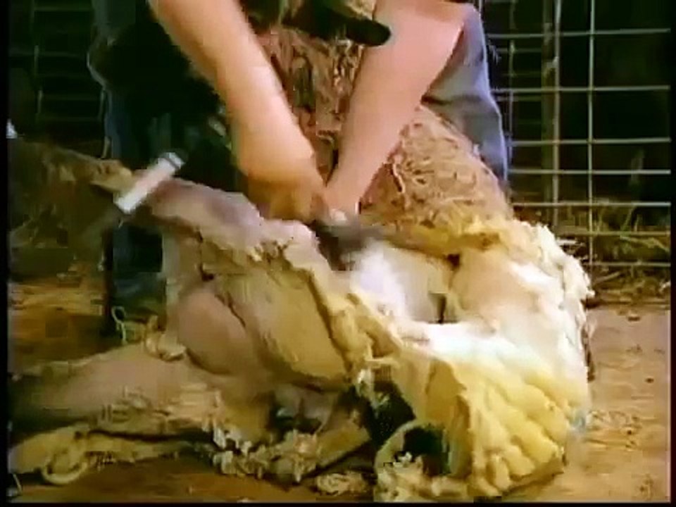 How Its Made Wool