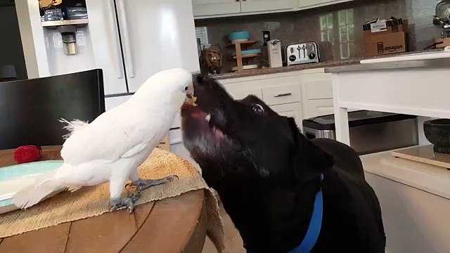 Il Pappagallo Mangia E Il Cane Lo Guarda, Ma Quello Che Avviene Poco Dopo è Tenerissimo