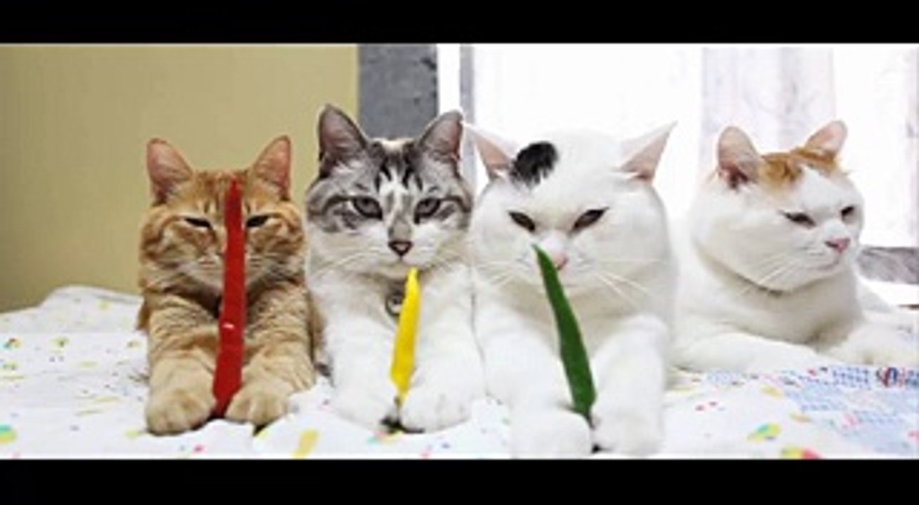 funny cat - funny - cat videos - funny animal- Red pepper