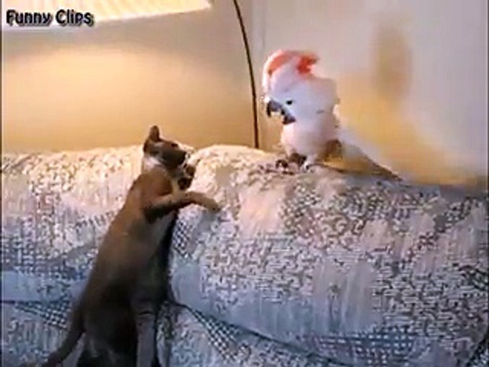 Funny video Funny Animal Funny Cat and Parrot