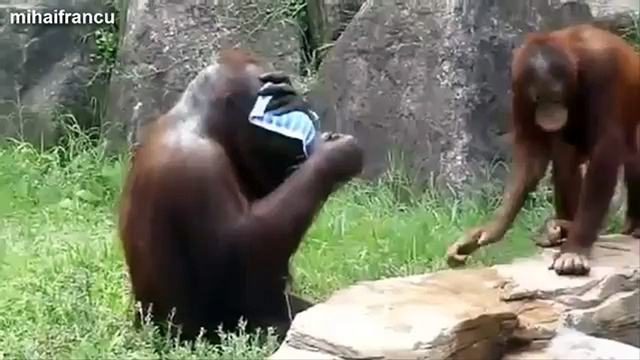 Top Funniest Monkeys Compilation 2014