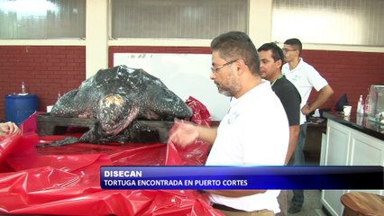 Disecan tortuga encontrada en Puerto Cortes