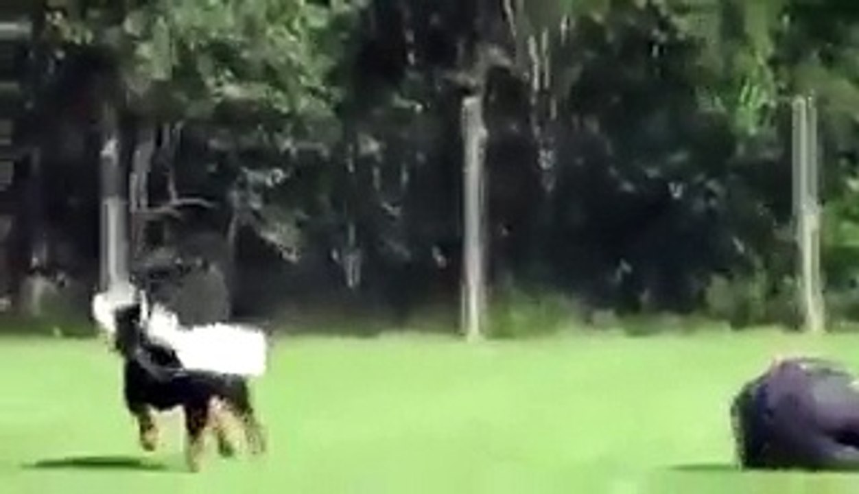 the strongest rottweiler in the world