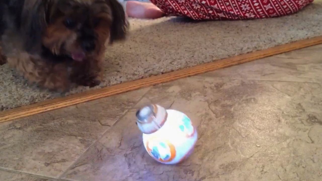 Cute Dog vs BB8
