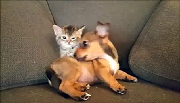 Un chaton joue avec un bébé chien... SO CUTE!