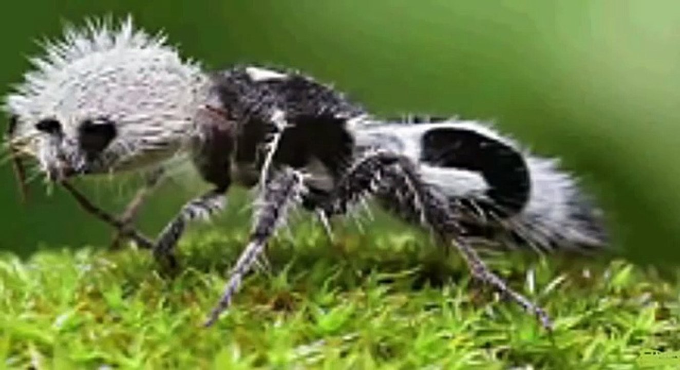 hay hay channel - 10 animals you wont believe exist