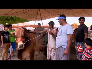 CATLE MANDI Report By Husnain Chaudhary