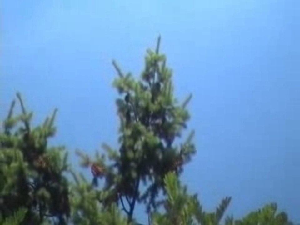 Area where they were seen...