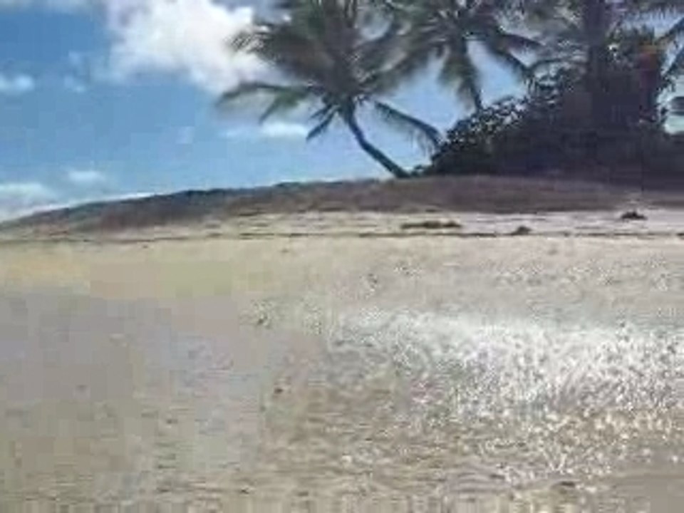 Au ras des flots bois de fer