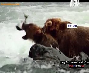 The Wild Ones 3rd November 2014 Video Watch Online pt1
