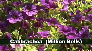 Calibrachoa (Million Bells) Southern Gardening Television