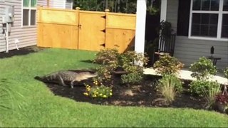 Alligator Makes House Call in SC Neighborhood