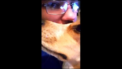 Beagle Face Slap  - Zoe Punches Me For Ending Hug Time