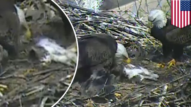 Camera catches bald eagles and their eaglets making a meal out of a dead cat
