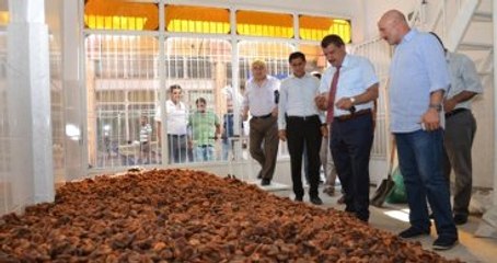 Kayısı İhracatı Başladı, On Milyonlarca Dolar Bekleniyor