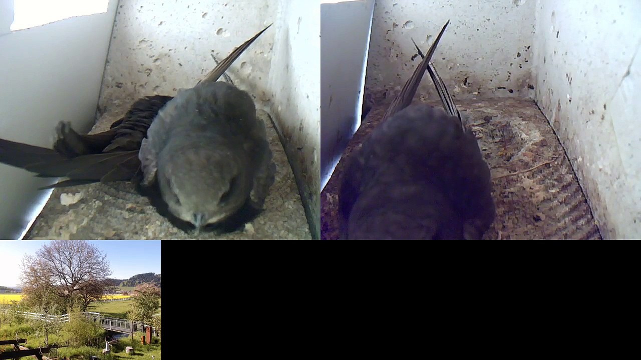 Mauersegler Nestcam 2016.01 - 5.  Mai - erste Besucher