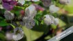 Flower Shops Calgary | Vanda Florist (403-457-3939)