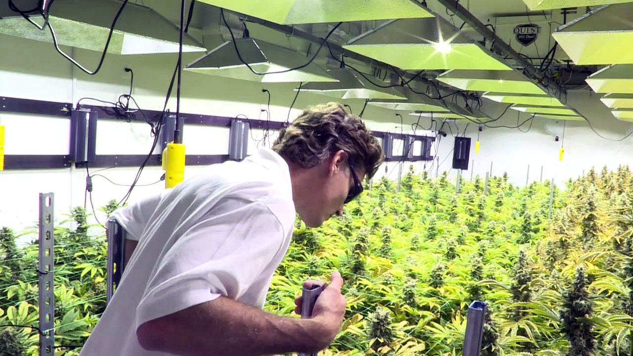 Besitz ja, Verkauf nein: Washington im Cannabis-Dilemma