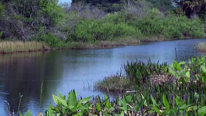 مشروع لإنشاء اول مدينة اميركية مراعية للبيئة في فلوريدا