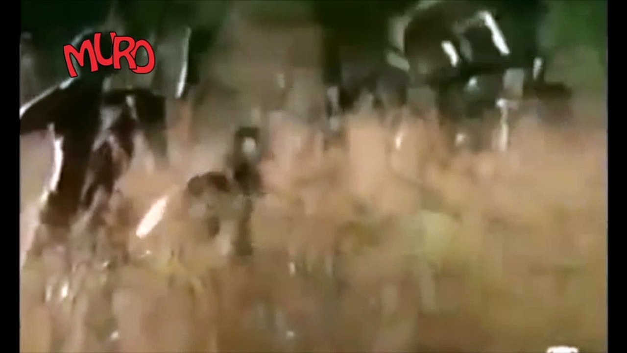 Maymun İle Domuz Avı