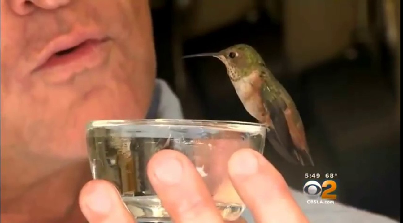 Ce colibri refuse de quitter le chien qui l'a sauvé !