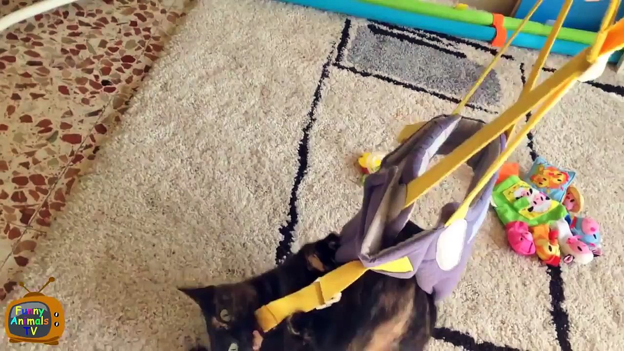 Funny Animals Compilation September 2016