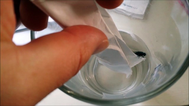 Il sauve une mouche de la noyade...HAHA quel héros !