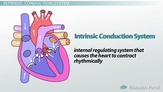 Heartbeat and Heart Contraction Coordination