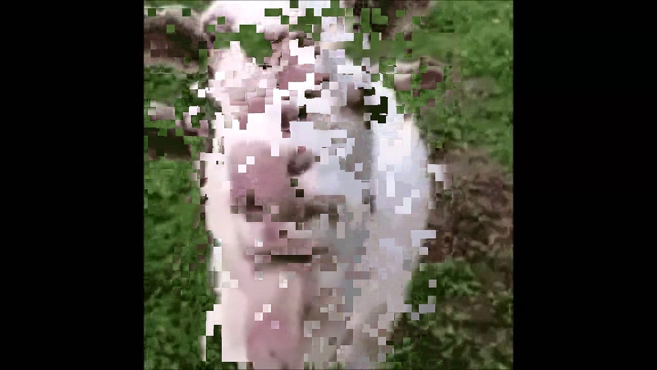 Gıcık keçi dil çıkarıyor-Komik keçi