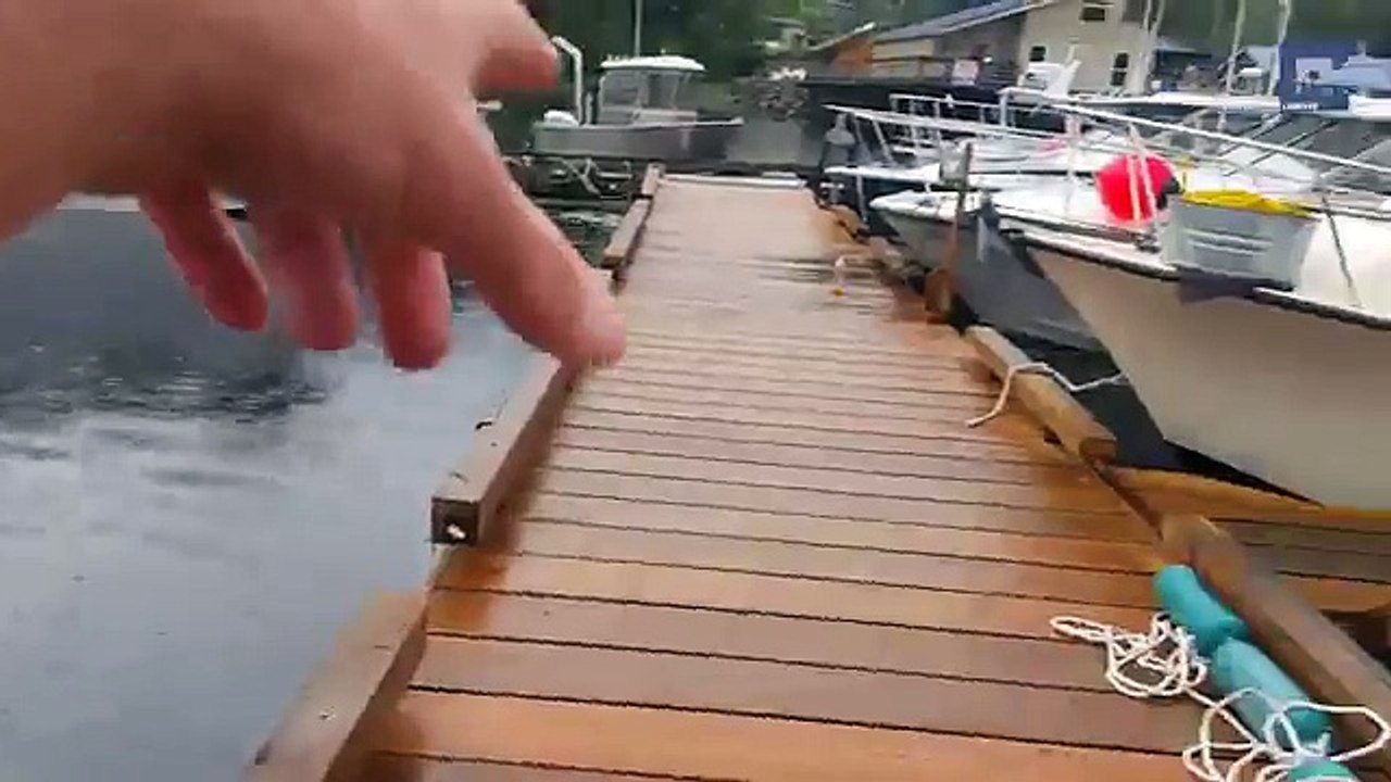 Massive whale filmed feeding in the cove of Alaskan marina