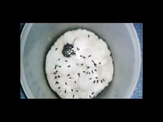 Sekumpulan Semut Jepang Main Seru 🐜