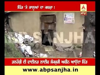 Fear of Bears in village