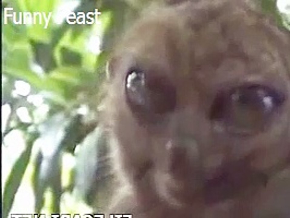 Funny Big Eye Monkey