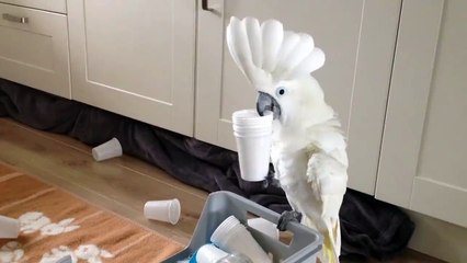 Cute parrot is making mess while playing with disposable glass